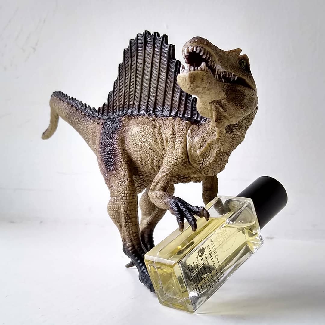 Medullary Ray: Jorum Studio